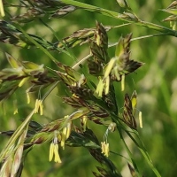 Graminées fourragères