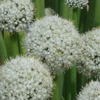 Potagères, PPAMC et florales