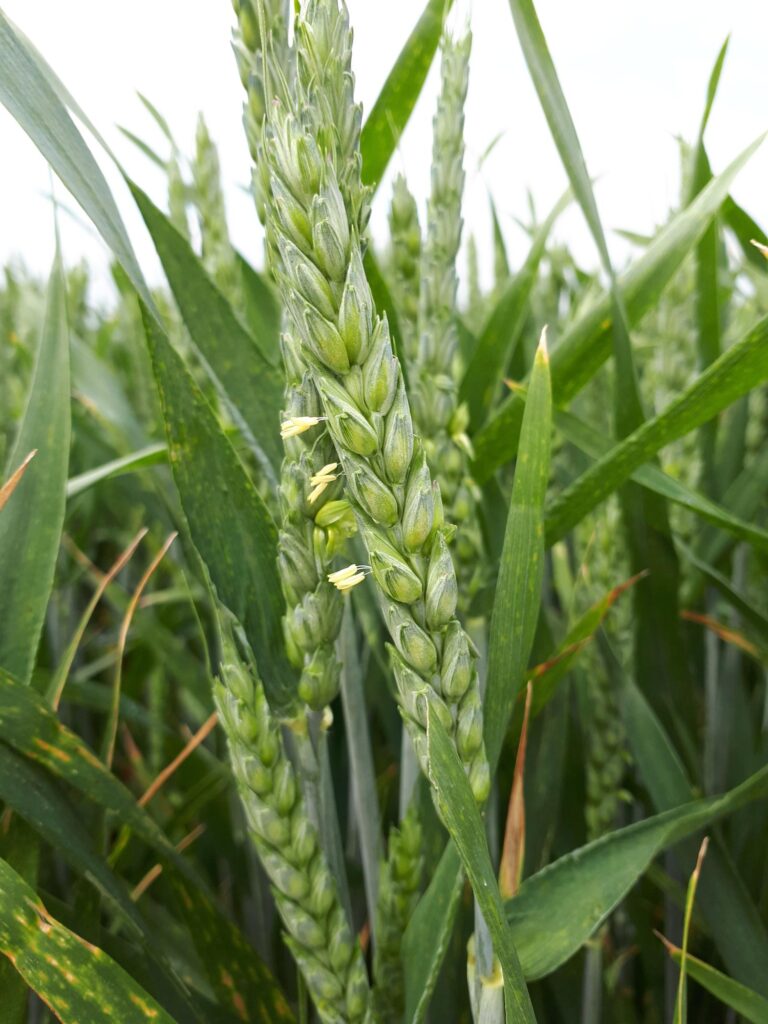 Photo d'un épi de blé porte-graine en début de floraison