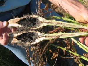 Photo de degat de lixus sur des betteraves porte-graine