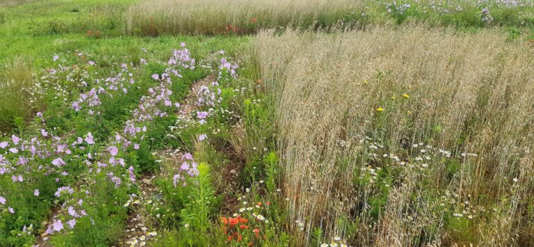 Photo d'herbacées locales illustrant le projet Flor'agri