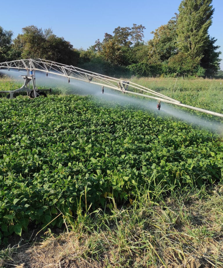Photo d'irrigation d'une parcelle de haricot porte-graine.