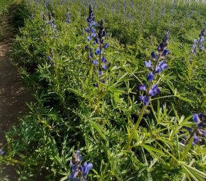 Lupin