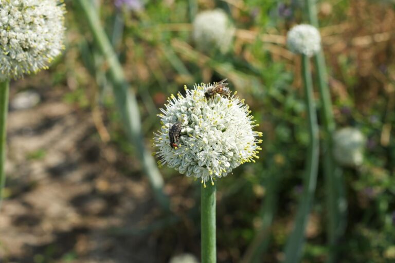 Oignon porte-graine avec une abeille et une mouche sur la fleur