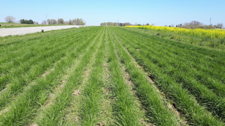 Photo d'une parcelle de fétuque élevée porte-graine