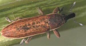 Photo d'un lixus juncii