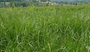 Ray-grass