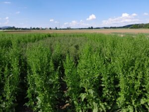 Betteraves industrielles