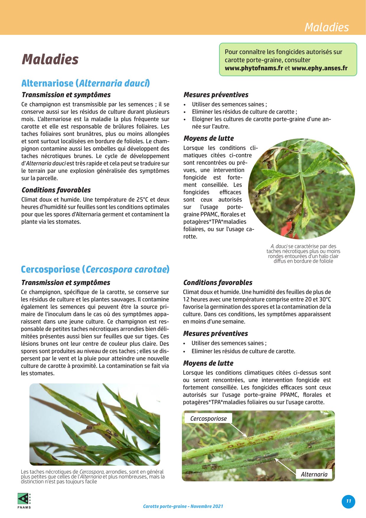 PDF page 11