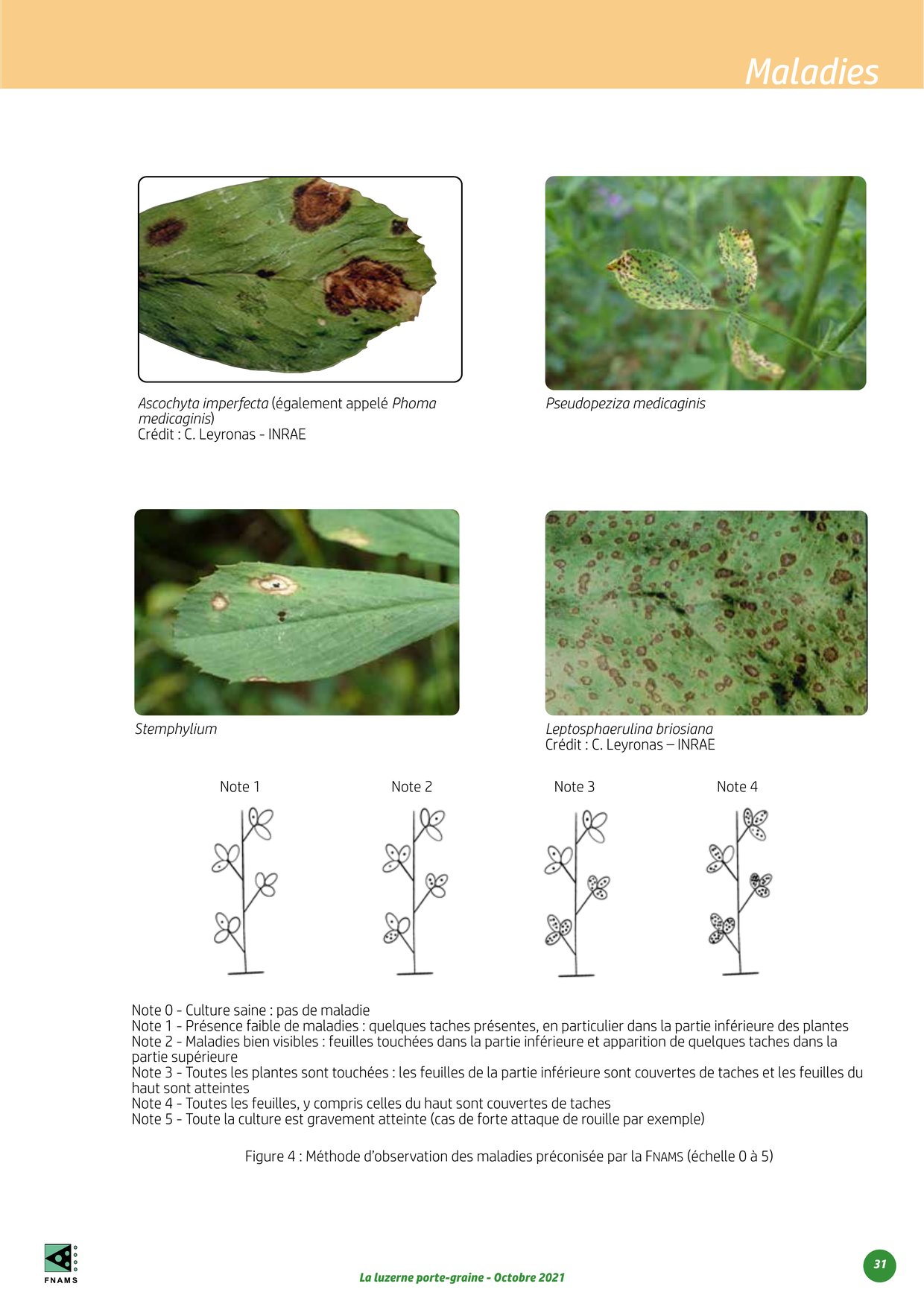 PDF page 31