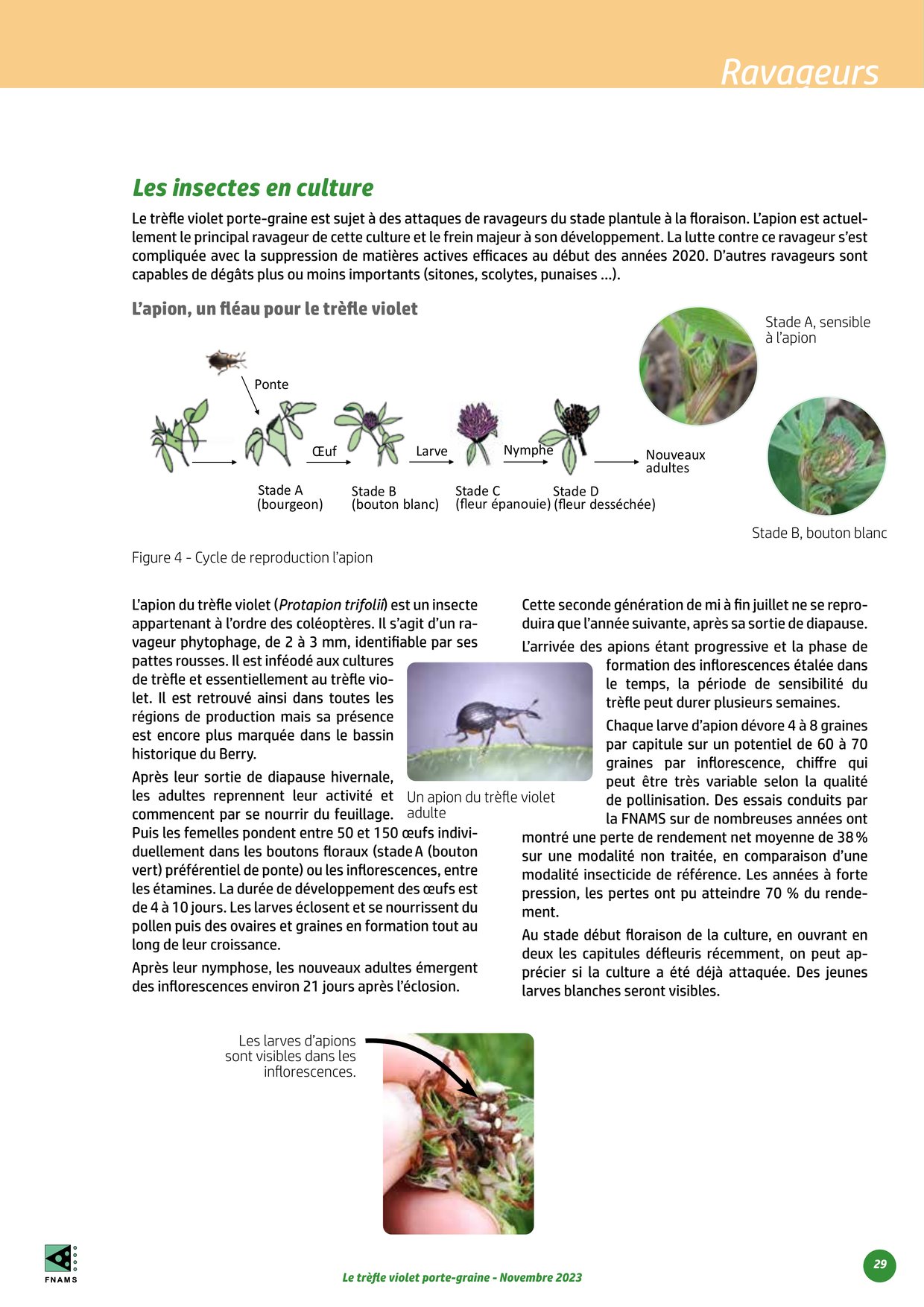 PDF page 29